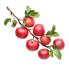 Obraz premium Red apples on a branch with green leaves against a white background
