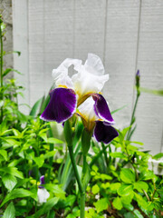 Purple and white bearded iris blooming in spring