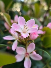 pink, macro, flover, nature, magnolia