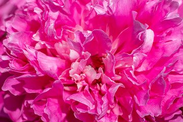 Bright pink flower close-up showcasing vibrant petals in natural detail