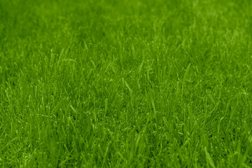 Close-up of fresh green grass in a vibrant sunny environment