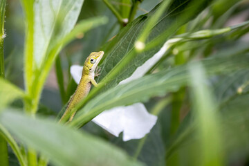 lizard on a leaf, green lizard, green lizard on leaf