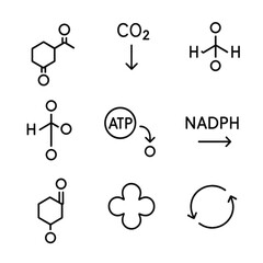 Calvin Cycle Icons. Outline icon set of Calvin cycle processes: ribulose bisphosphate, CO₂ fixation, 3-phosphoglycerate,