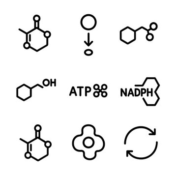 Calvin Cycle Icons. Outline icon set of Calvin cycle processes: ribulose bisphosphate, CO₂ fixation, 3-phosphoglycerate,