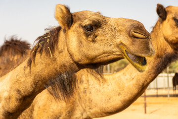 Camels in the desert of Abu Dhabi,  UAE