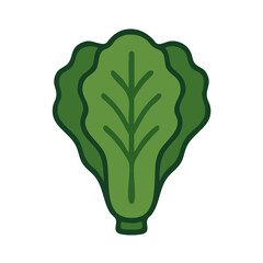  Flat vector illustration of a lettuce head.