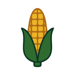 Flat vector illustration of a corn cob.