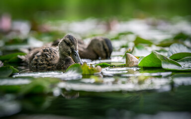 Young mallard duck among lotus flower leaves