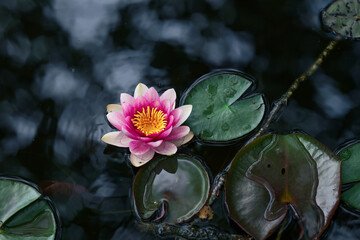 Pink lotus flower and green leaves in water, view from above

