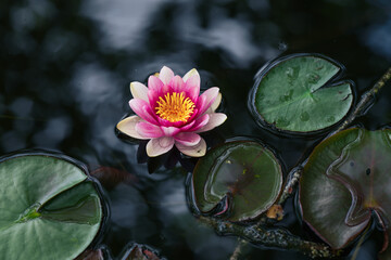 Pink lotus flower and green leaves in water, view from above
