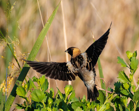 Male Bobolink Lifts Off