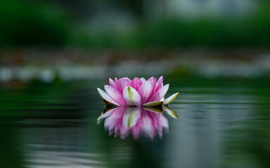 Lotus flower on green and blur background