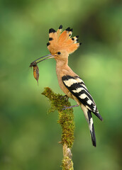 Eurasian hoopoe bird in early morning light ( Upupa epops )