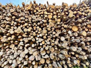 Close-up view of stacked timber logs showing natural wood texture, rings, and cut ends. Concept of logging, forestry, and natural materials.