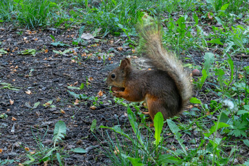 A Squirrel In Its Natural Habitat Foraging Amidst Green Foliage And Earthy Ground. Symbol Of Resilience And Adaptation In Nature Captured Through A Squirrel's Journey.