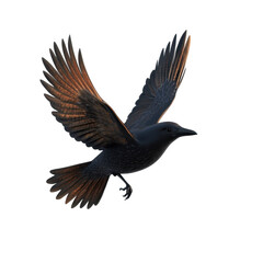 Obraz premium Black bird in flight showcasing its wings against a white background at midday
