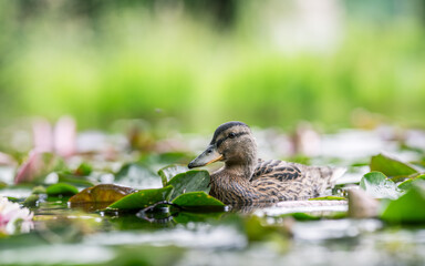 Young mallard duck among lotus flower leaves