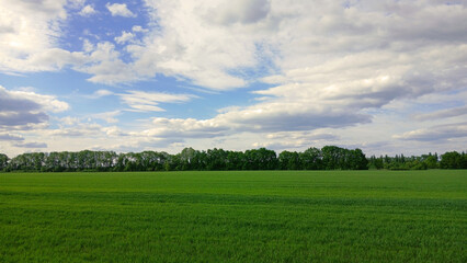 Beautiful green grass field and trees with clouds and sky