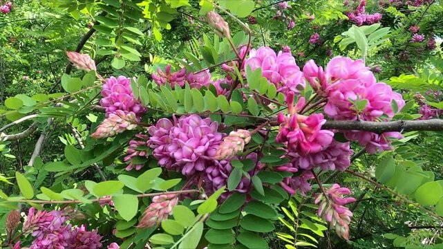 Green flowering bush Robinia hispida, the flowers on it are bright pink, swaying in a strong wind