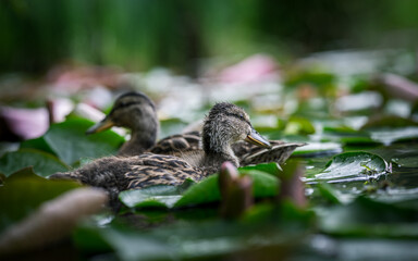 Young mallard duck among lotus flower leaves