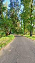 Winding asphalt road in the forest. Beautiful landscape with grass, trees and sky