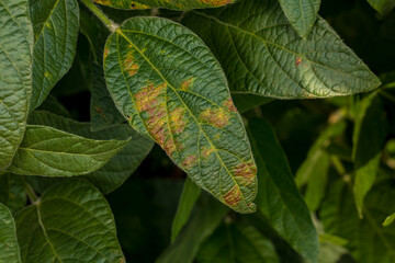 Brown and black spots on soybean plant leaf. Agriculture foliar disease, crop damage and farming...