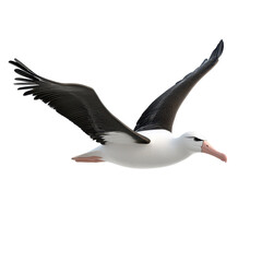 Obraz premium Albatross soaring gracefully over the ocean with wings fully extended during daylight hours