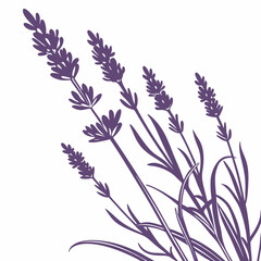 black and white lavender lavender