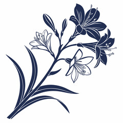 black and white kaffir lily