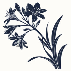 black and white kaffir lily