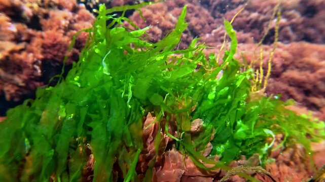 Green algae Enteromorpha and red algae Porphyra on rocks sway in clear transparent water in the Black Sea