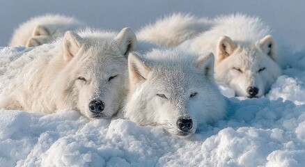 Obraz premium Arctic Wolves Resting Peacefully in the Snow, Representing Tranquility and Wildlife Conservation, Perfect for Nature and Environmental Awareness Campaigns : Generative AI