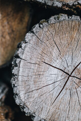 Naklejka premium Close-Up of Tree Trunk Cross-Section Showing Growth Rings and Cracks