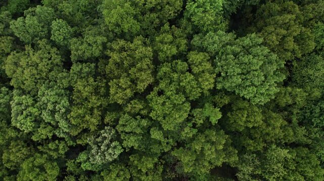 Drone shot and birds-eye aerial view looking straight down at top of treetops, green lush forest, trees, branches, and woods during a humid day in the midwest near Lancaster, Ohio with fog and plants