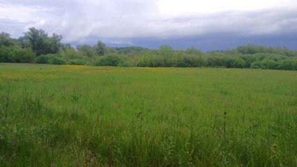 Fototapeta premium Beautiful landscape during rain against the background of sky and trees and spring grass, cloudy and foggy