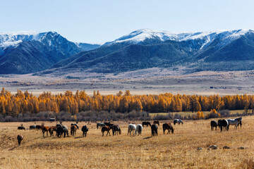 Russia, Altai Republic. A herd of horses grazes in the foothills of the Altai Mountains.