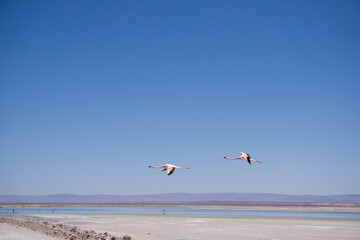 Chilean Flamingos Flying Gracefully Over The Shallow Waters Of Laguna Chaxa In The Atacama Desert, Chile, A Stunning Aerial Wildlife Scene From The Heart Of The South American Salt Flats