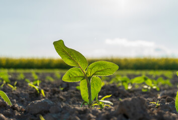 A young green plant breaks through dark soil, reaching for sunlight in a vast field. The background features rows of crops bathed in warm morning light