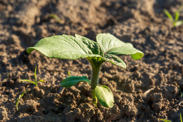 A small green seedling with broad leaves breaks through the rich brown soil in a garden. Sunlight shines down, highlighting its fresh growth