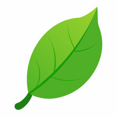 green leaf on white background