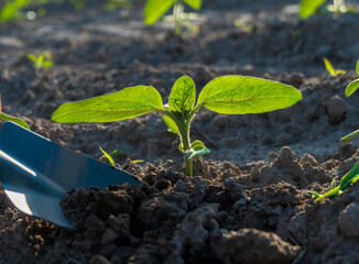 Green sprout breaks through the soil as a gardener carefully digs around it with a small trowel under the warm sun, showcasing the vitality of spring growth