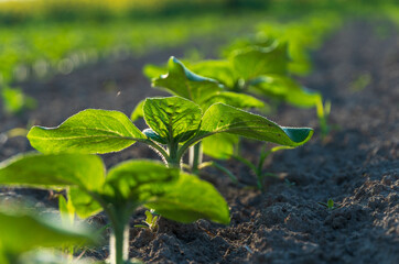 Young sunflower plants are emerging from the rich brown soil, basking in the soft light of dawn, showcasing vibrant green leaves against the backdrop of a fertile farm field