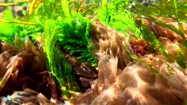 Green algae Enteromorpha and red algae Porphyra on rocks sway in clear transparent water in the Black Sea