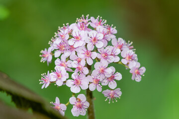Close up of an Indian rhubarb plant  (darmera peltata) in bloom