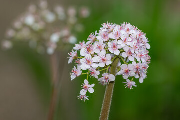 Close up of an Indian rhubarb plant  (darmera peltata) in bloom
