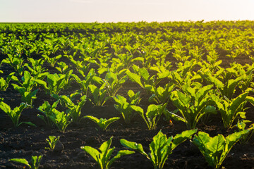 Rows of vibrant green crops stretch across the horizon, basking in the warm sunlight. The rich soil nourishes the plants, showcasing agricultural growth and vitality