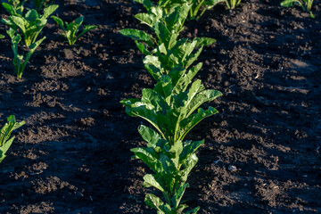 Rows of vibrant spinach plants thrive in rich, dark soil, soaking up sunlight in a garden. The healthy leaves indicate a well-maintained agricultural space