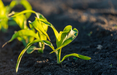 Small corn plants are emerging from dark soil under bright sunlight, showcasing growth and vitality in a rural field during the early growing season