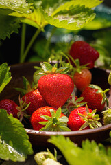 Fresh strawberries resting in a bowl, surrounded by lush green leaves