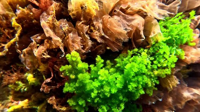Green algae Cladophora and red algae Porphyra on rocks in clear transparent water in the Black Sea.